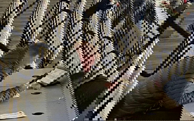 Image for West Ham Fan Will Still Quits Lens as Potter Struggles and Southampton Circle